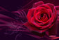 NB200 NOTEBOOK STICKER 15.6" 3D ROSE
